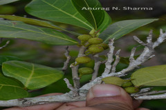 Ficus tinctoria subsp. parasitica